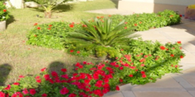 Landscape Designs and Consultations